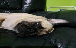 Pug dogs for sale: Sophie the pug needs a retirement home!  - Image 5