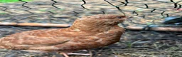 Quail poultry for sale: Amazing selection of celedon quail - Advert 8