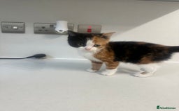 British Shorthair cats for sale: British short hair cross 2 female kittens - Image 3