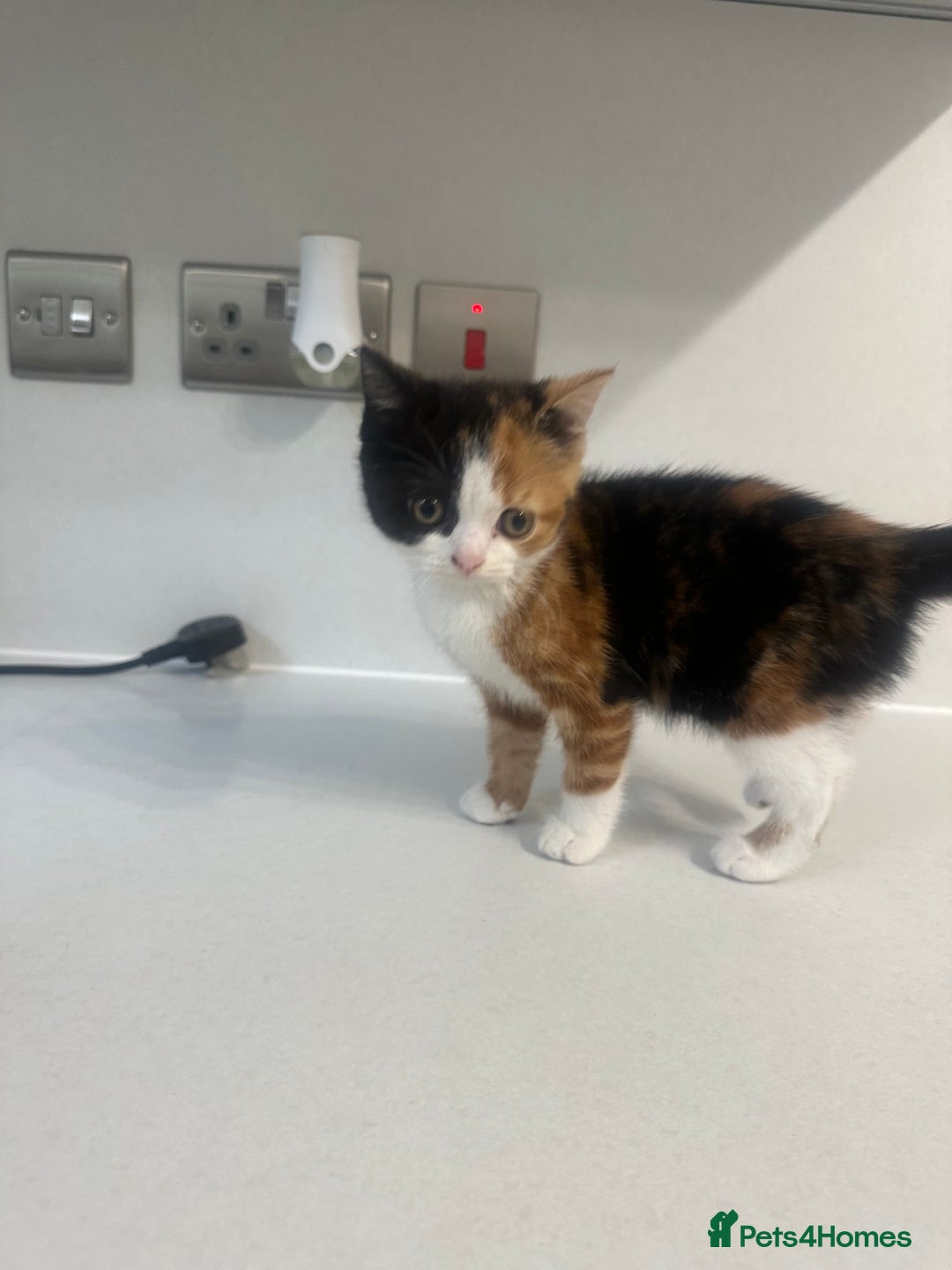 British Shorthair cats for sale: British short hair cross 2 female kittens - Image 3