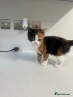 British Shorthair cats - Advert 7