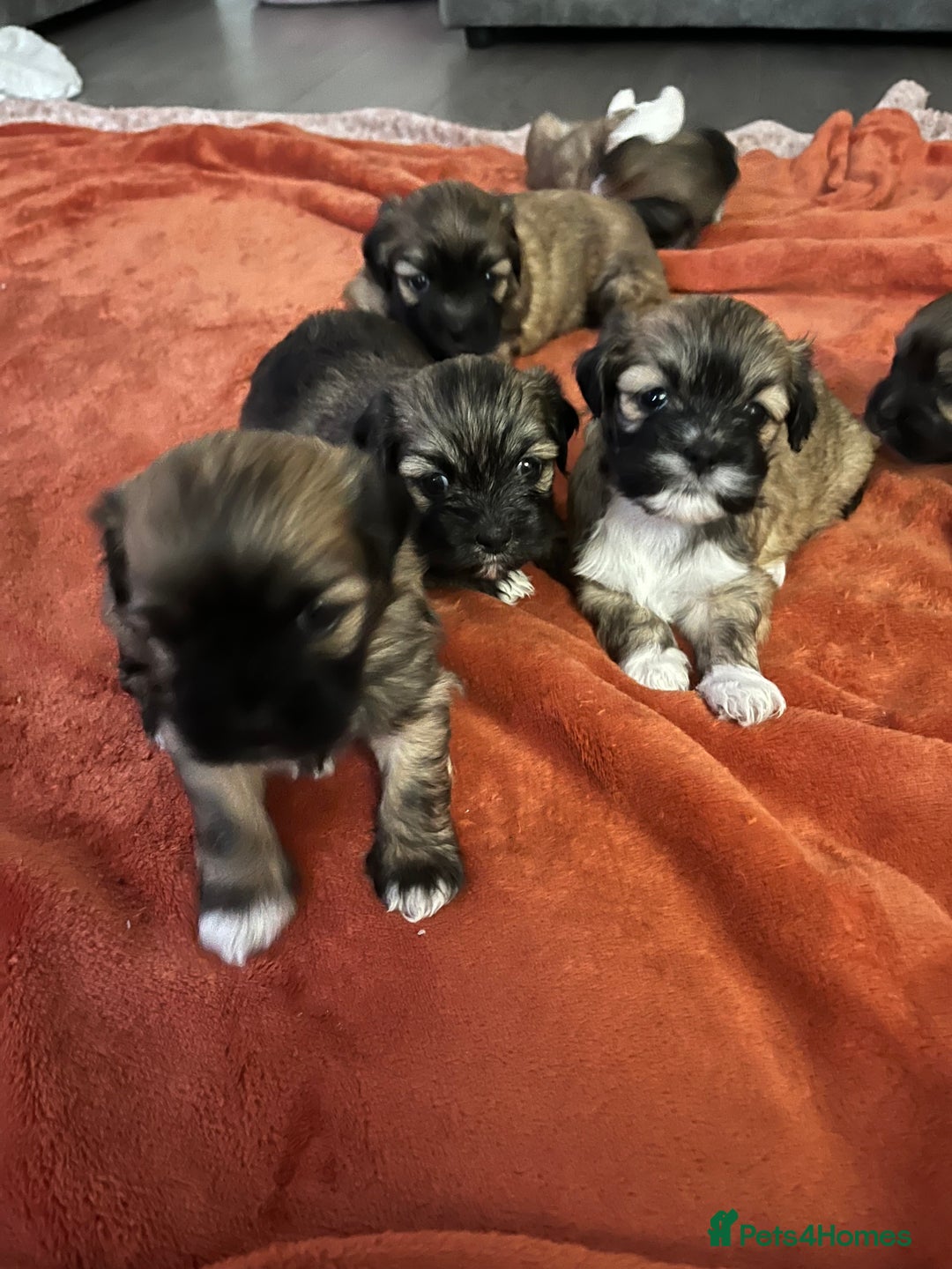 Lhasa Apso dogs for sale: Dogs  - Image 8