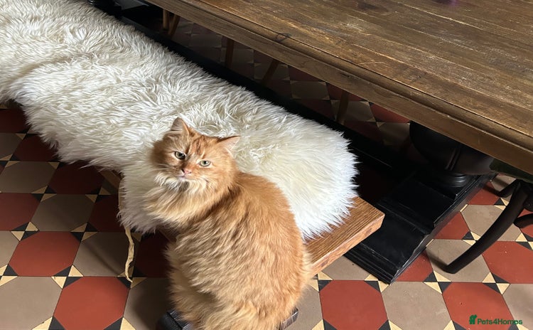 Maine Coon cats - Advert 10