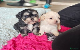 Shih Tzu dogs for sale: Beautiful Shih Tzu Puppies  - Image 1