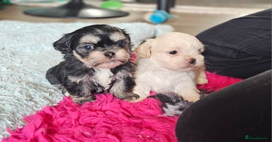 Shih Tzu dogs - Advert 15