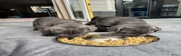 Neapolitan Mastiff dogs for sale: 2 puppies Neapolitan mastiff  - Advert 7