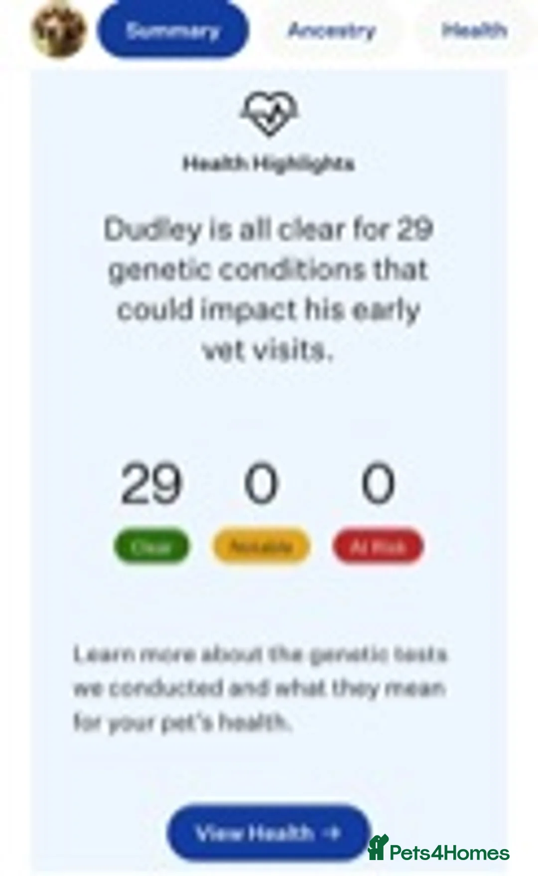 Cocker Spaniel dogs for stud: Cocker Spaniel Chocolate Sable for stud in Bedford - Advert 14