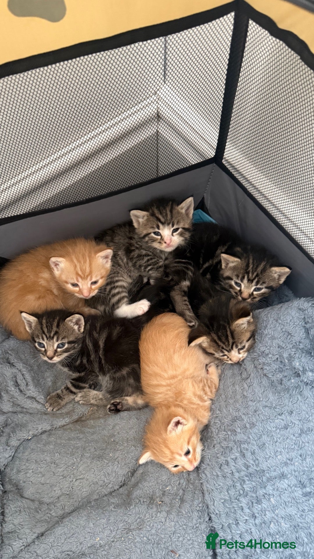 Mixed Breed cats 6 Beautiful Mixed Breed Kittens  - Advert 1