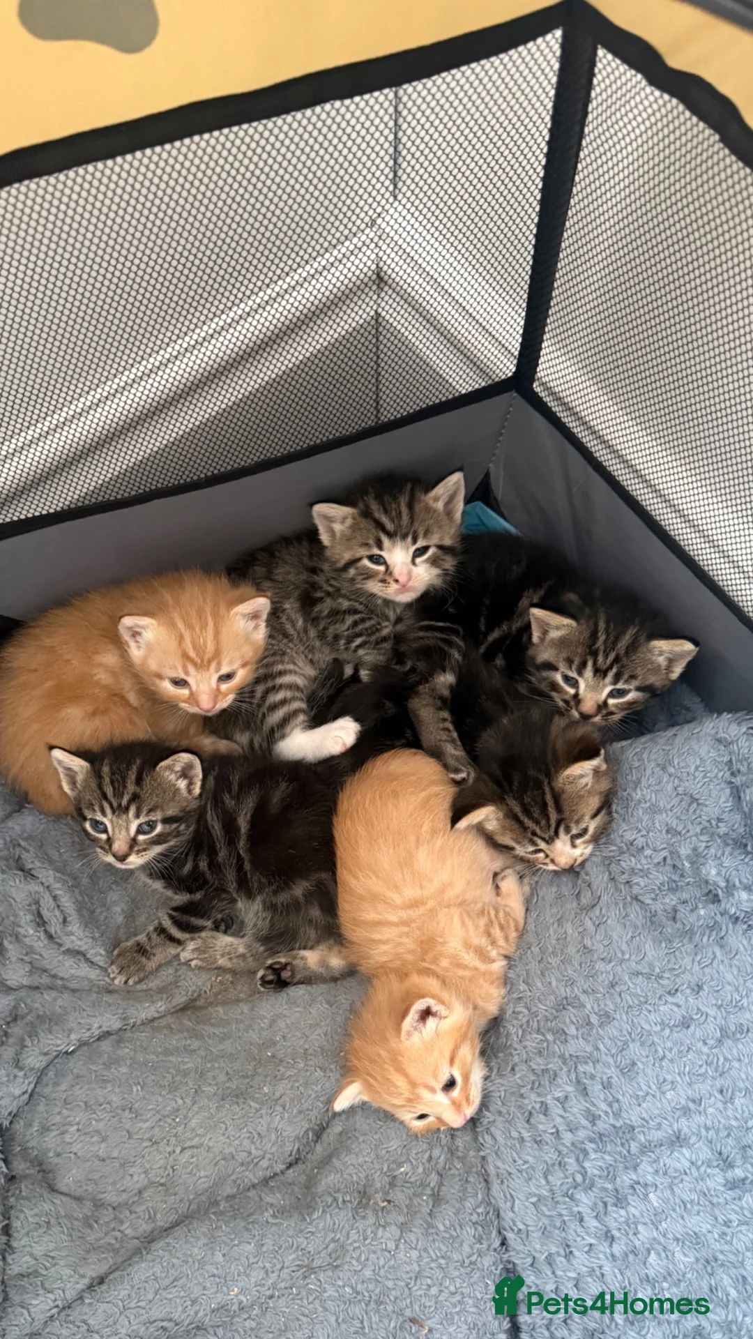 Mixed Breed cats for sale: 6 Beautiful Mixed Breed Kittens  - Advert 1