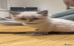 Ragdoll cats for sale: Ragdoll pure breed  - Image 3