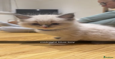 Ragdoll cats - Advert 7