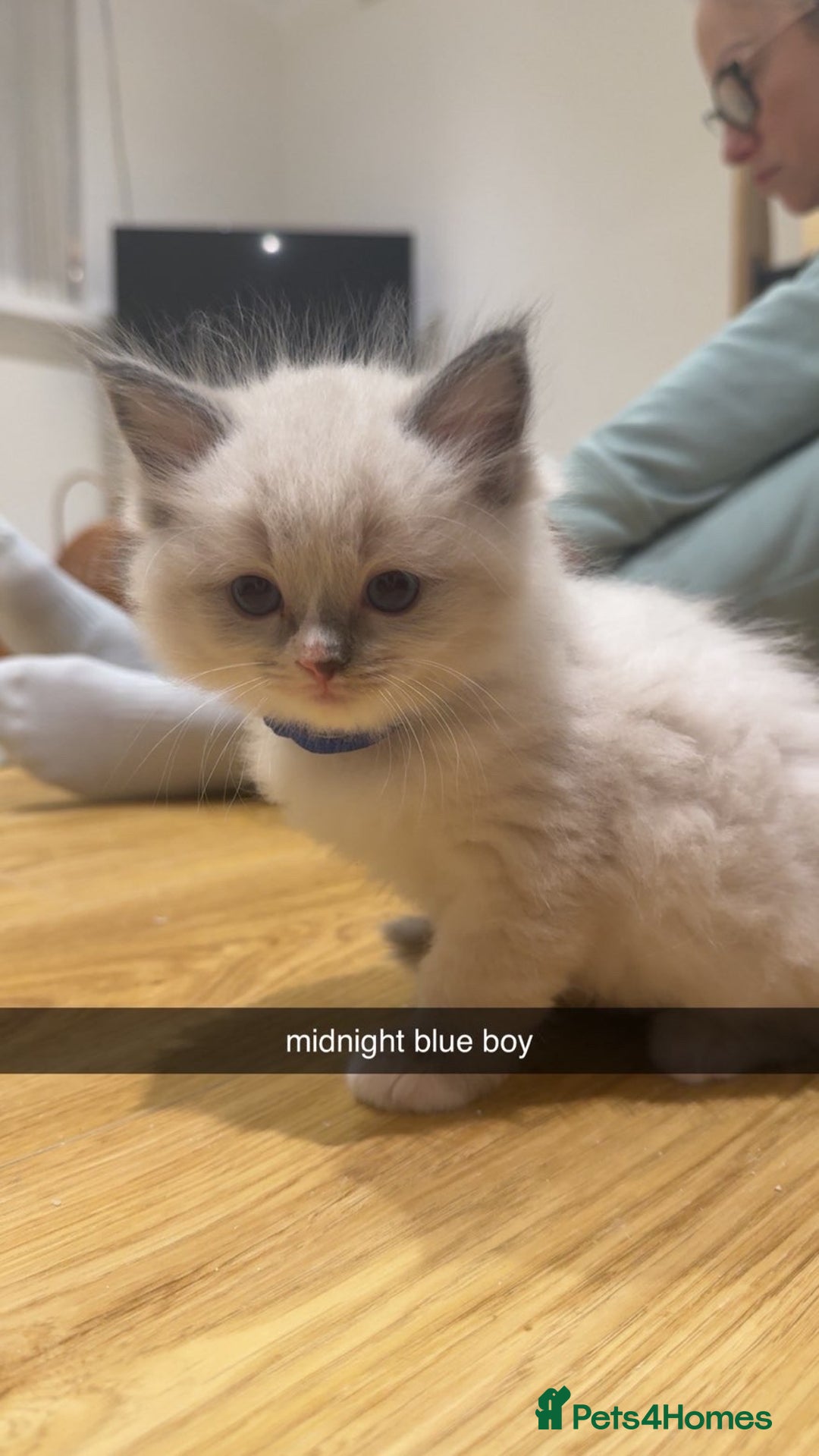 Ragdoll cats for sale: Ragdoll pure breed  - Image 3