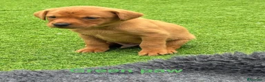 Green Paw Collar