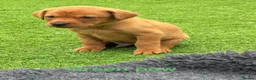Labrador Retriever dogs for sale: Gorgeous dark Fox Red Pedigree Labs - Advert 6