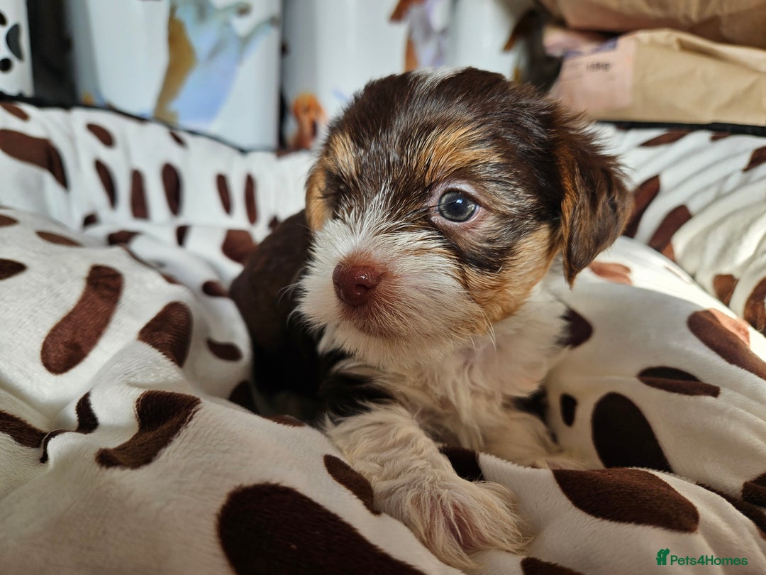 Yorkshire Terrier dogs for sale: DNA TESTED Father - Yorkshire Terrier puppies  - Image 29
