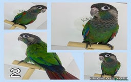 Conures birds for sale: Hand reared conures  - Image 8