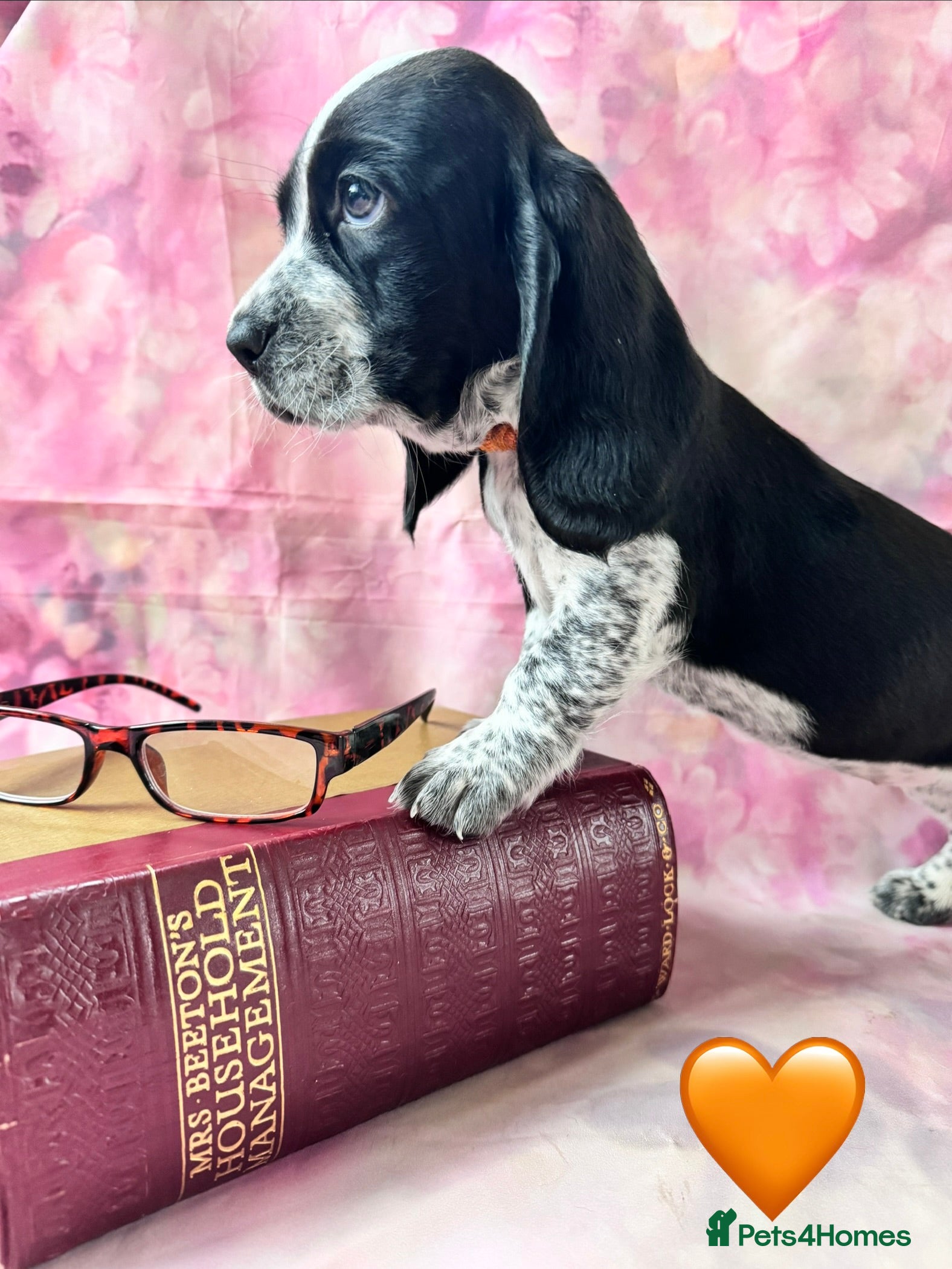 Mixed Breed dogs Hush puppies! - Advert 1