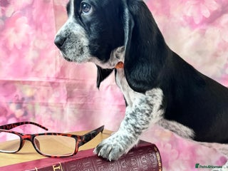 Mixed Breed dogs Hush puppies! - Advert 2