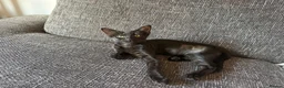 Domestic Shorthair cats for adoption: Saffron & Paprika, 4 month old kitten pair - Advert 2