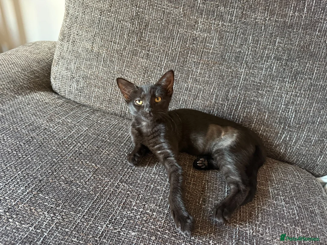 Domestic Shorthair cats for adoption: Saffron & Paprika, 4 month old kitten pair - Advert 2