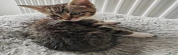 Mixed Breed cats for sale: Gorgeous kittens  - Advert 4