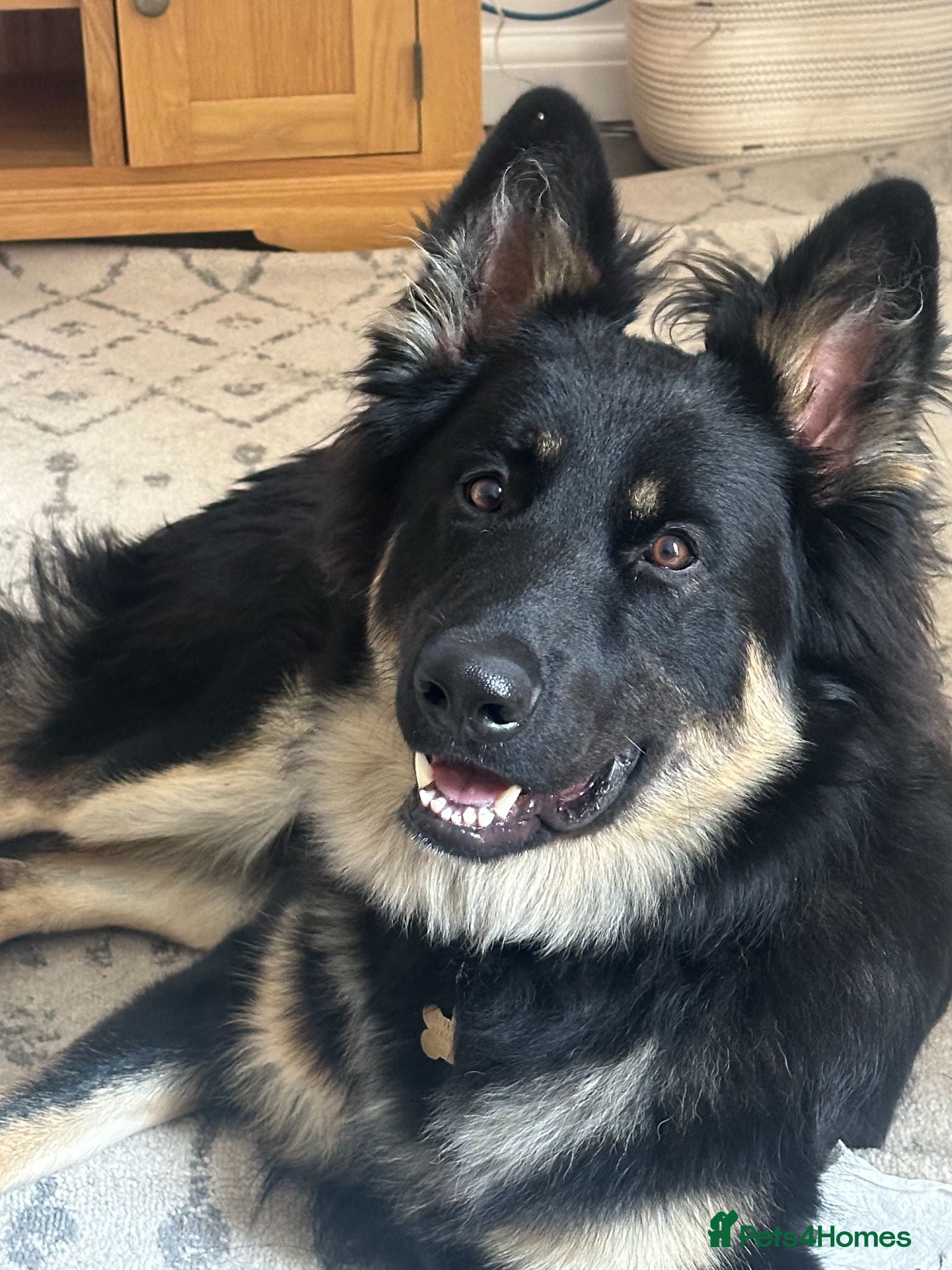 German Shepherd dogs Black & Tan German Shepherd Male – Born 30/07/2025 - Advert 9