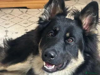 German Shepherd dogs Black & Tan German Shepherd Male – Born 30/07/2025 - Advert 2