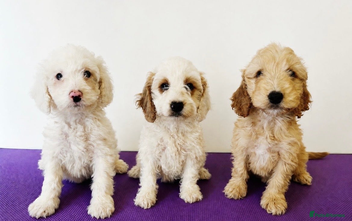 Cockapoo dogs F1b stunning cockapoos  - Advert 1