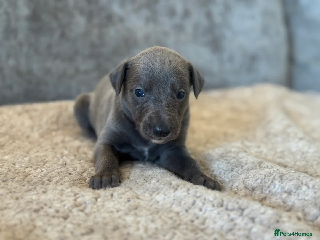 Whippet dogs for sale: KC REGISTERED BLUE SHOW TYPE WHIPPETS - Advert 27