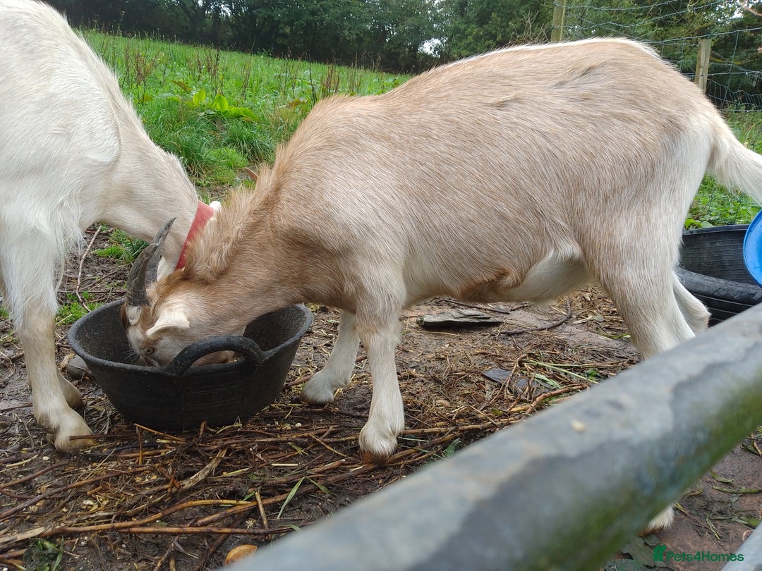 Goats livestock for sale: Wether looking for new home - Image 3