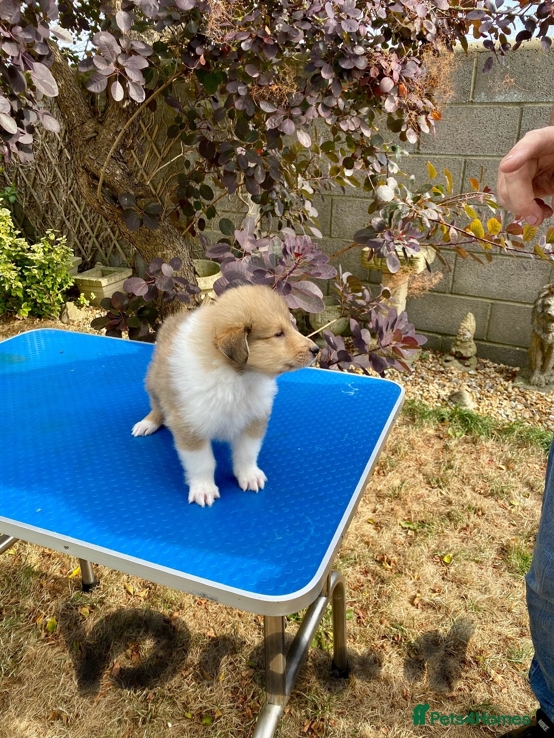 Rough Collie dogs for sale: ROUGH COLLIE  SABLE AND WHITE MALE PUPPIES - Image 25