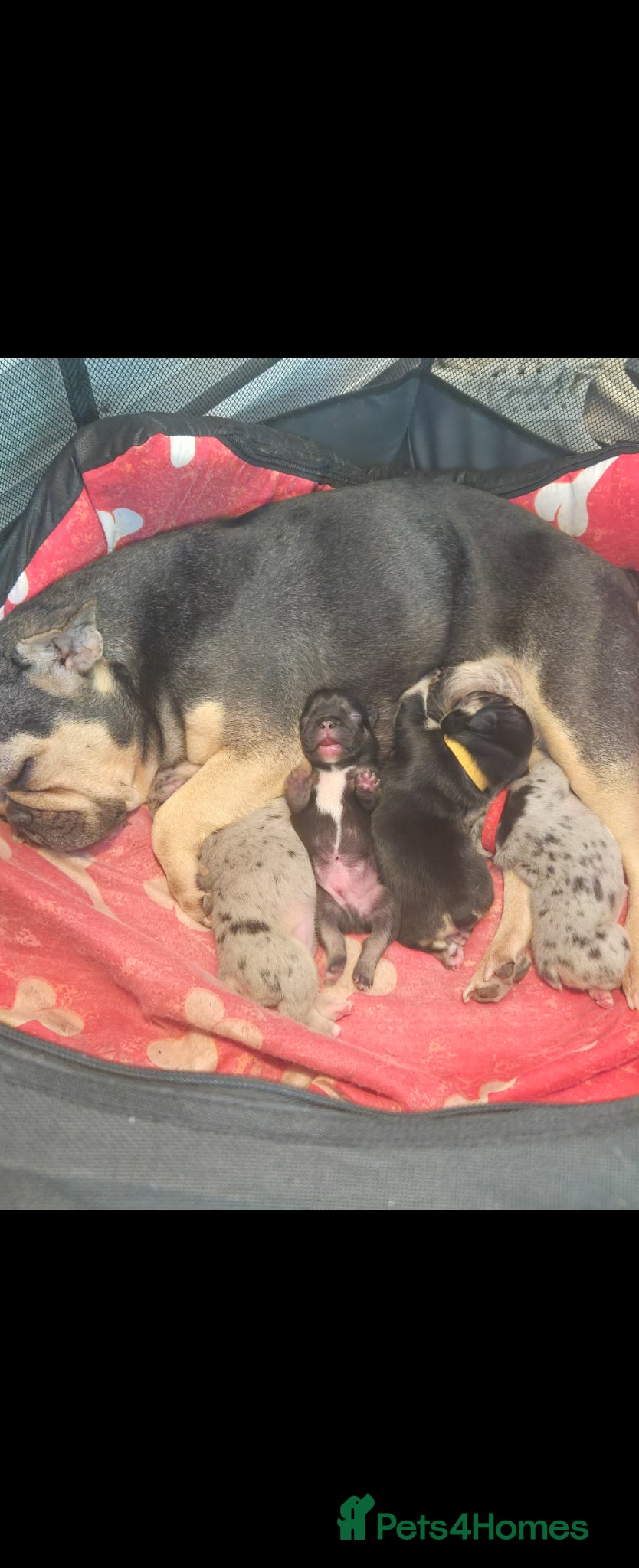 French Bulldog dogs for sale: French bulldog puppies  - Advert 16