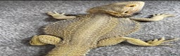 Bearded Dragon reptiles for sale: Red Monster Genetic Stripe Zero Hypo Trans License - Advert 6