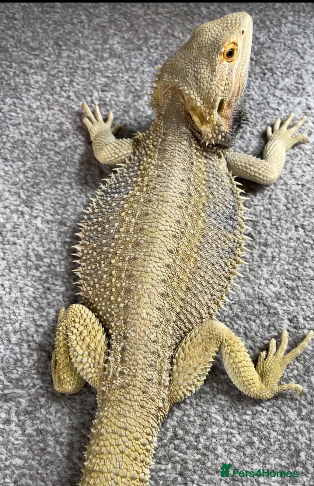 Bearded Dragon reptiles for sale: Red Monster Genetic Stripe Zero Hypo Trans License - Advert 7