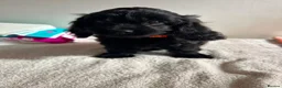 Cavapoo dogs for sale: ⭐️4 Stunning little black cavapoos⭐️ - Advert 32