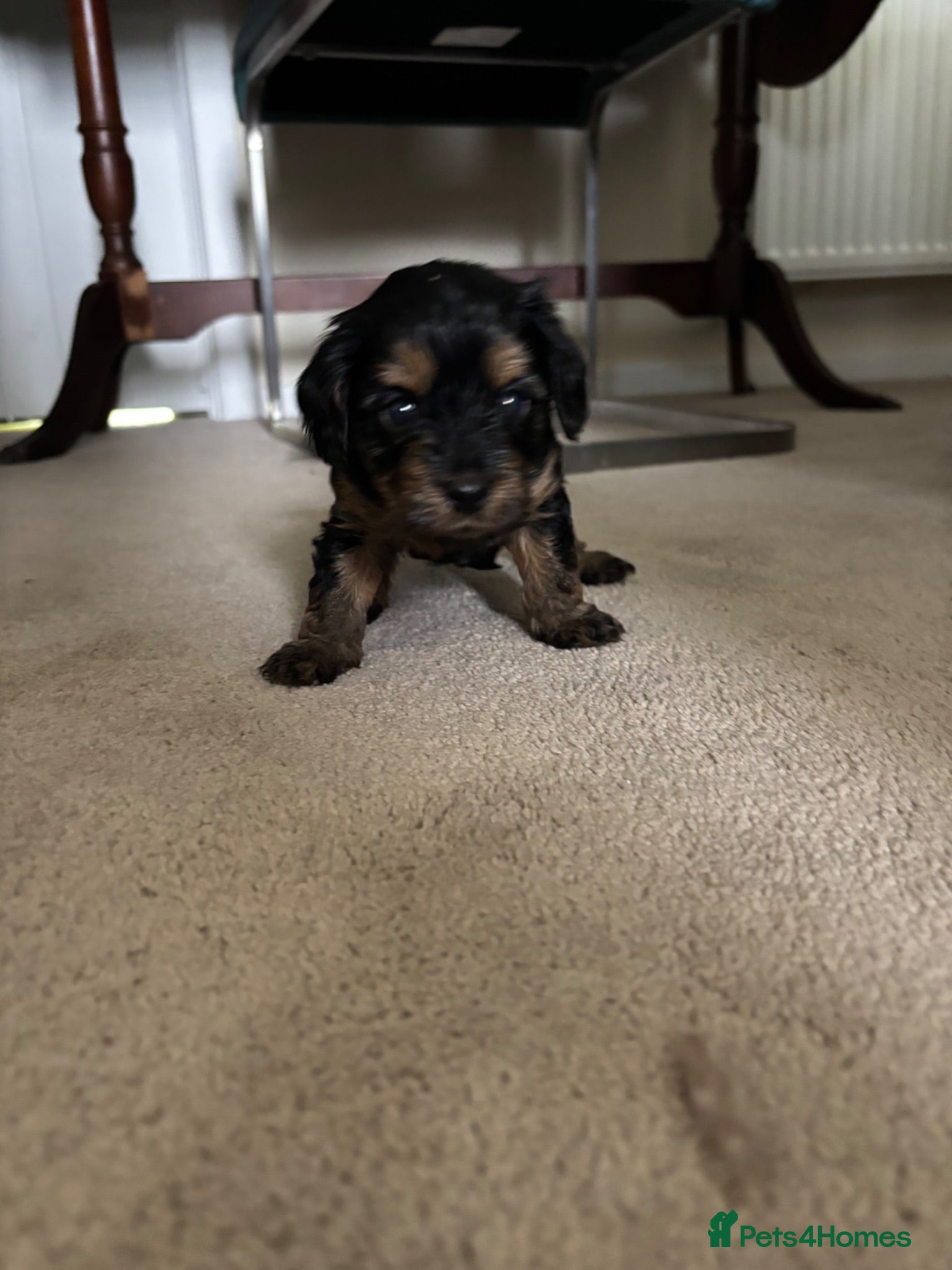 Cavapoo dogs Cute little cavas looking for their forever home!  - Advert 7