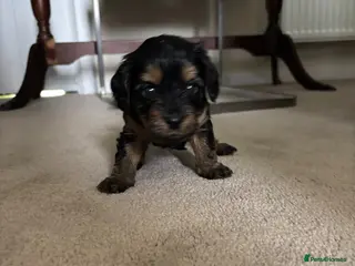 Cavapoo dogs Cute little cavas looking for their forever home! - Advert 7