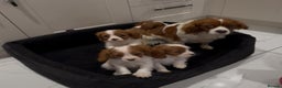 Cavalier King Charles Spaniel dogs for sale: **Reduced** last girl looking for forever home - Advert 7