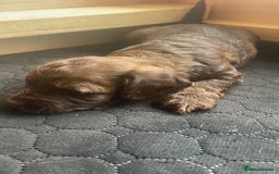 Mixed Breed dogs for sale: Dachshund Cross Pups - Image 13