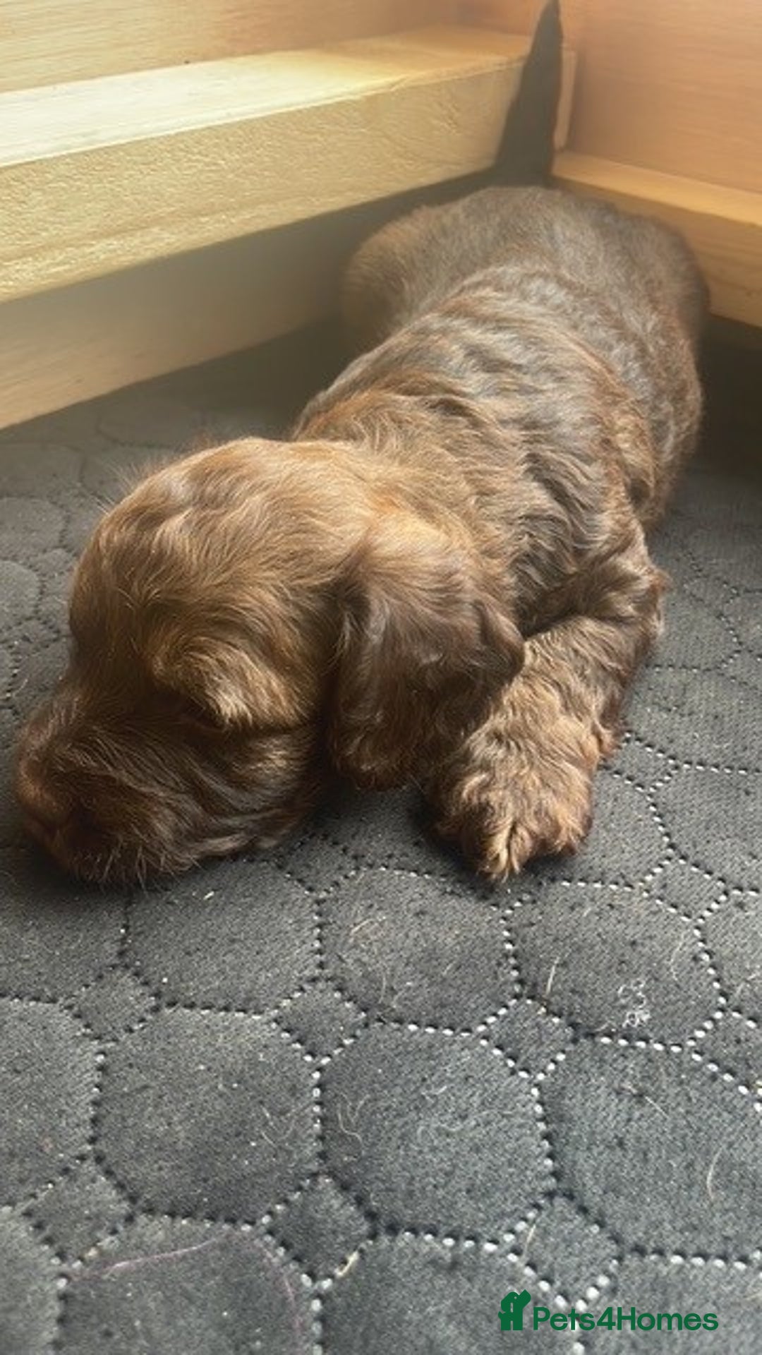 Mixed Breed dogs for sale: Dachshund Cross Pups - Image 13