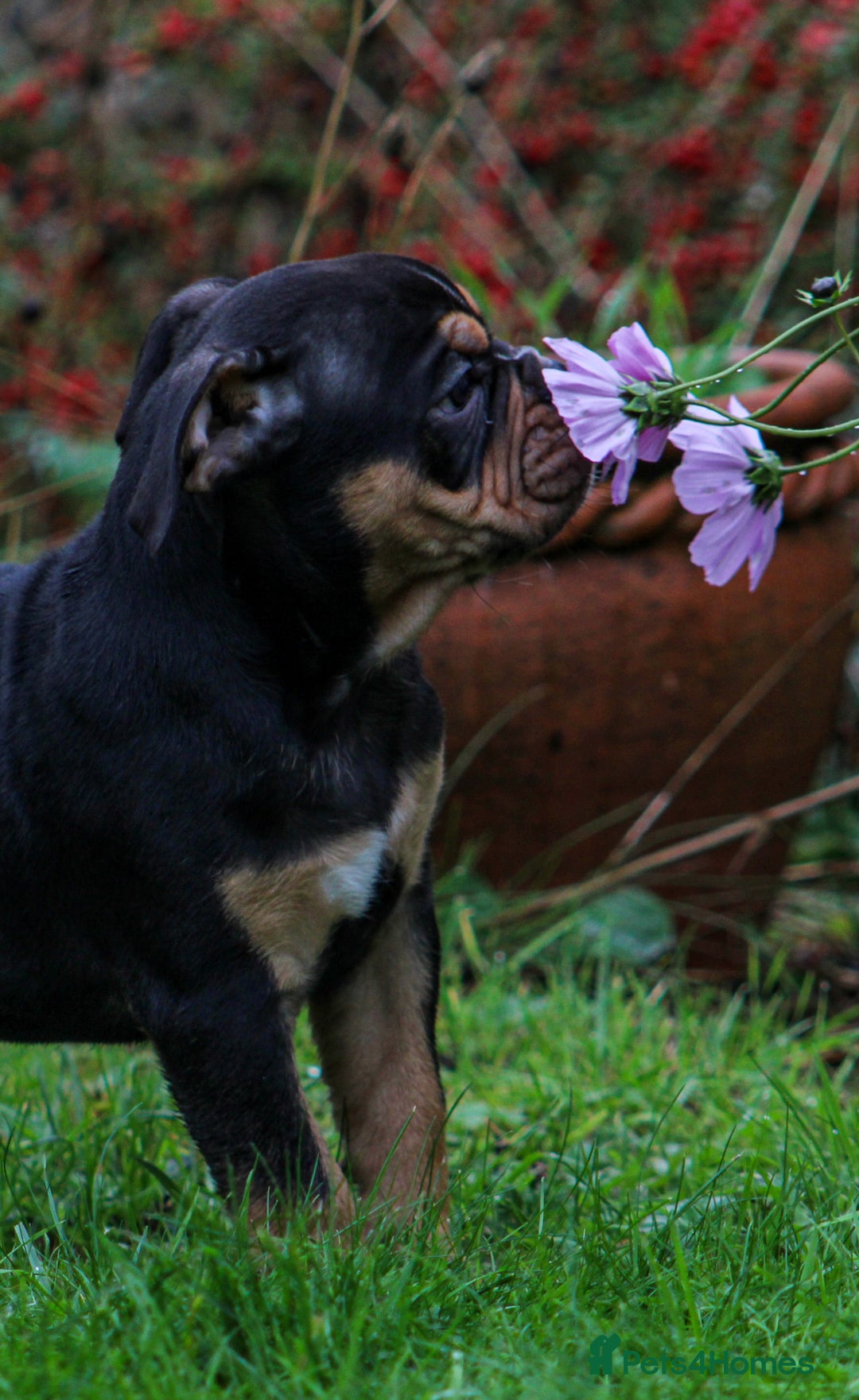 Olde English Bulldogge dogs for sale: Olde English Bulldog puppies (Reduced) - Image 8