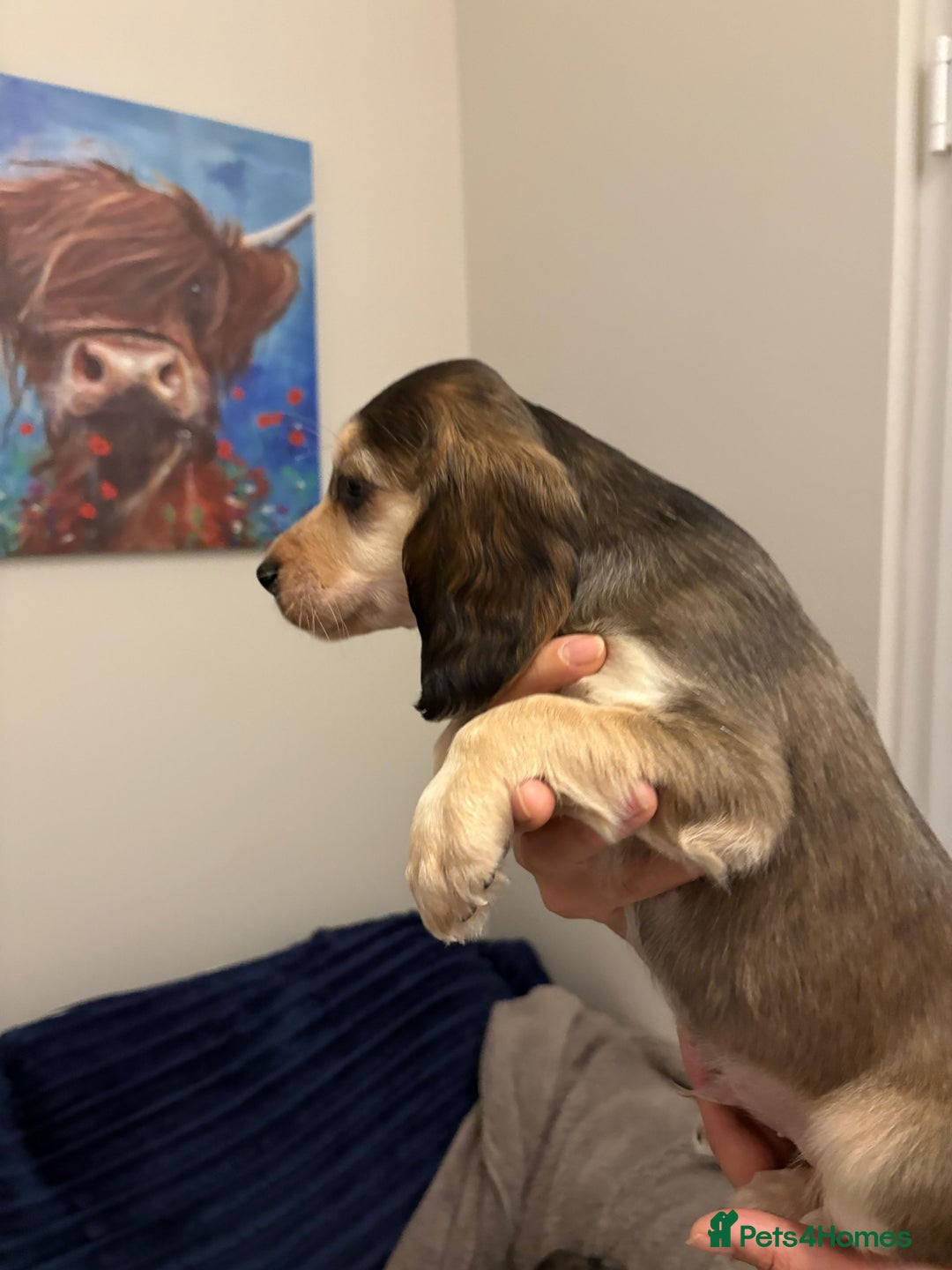 Cocker Spaniel dogs for sale: Show type KC and DNA health tested parents  - Advert 11