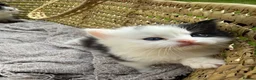 Turkish Van cats for sale: Kittens for sale  - Advert 2