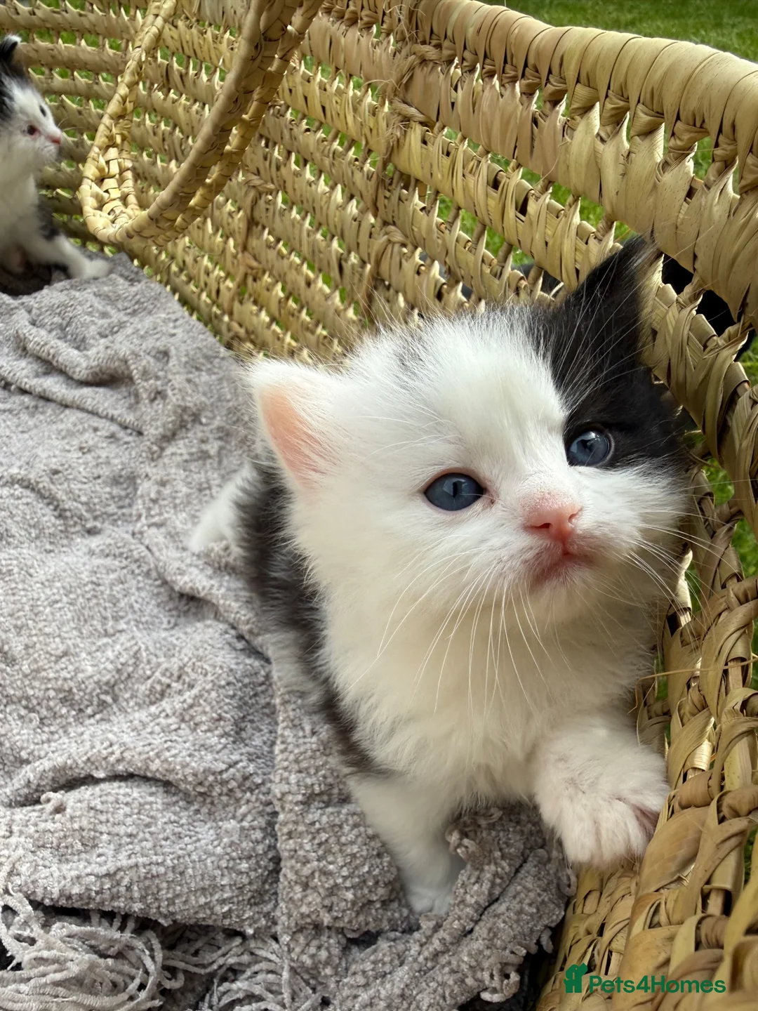 Turkish Van cats for sale: Kittens for sale  - Advert 2