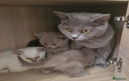 British Shorthair cats for sale: Rare breed British shorthair  - Image 4