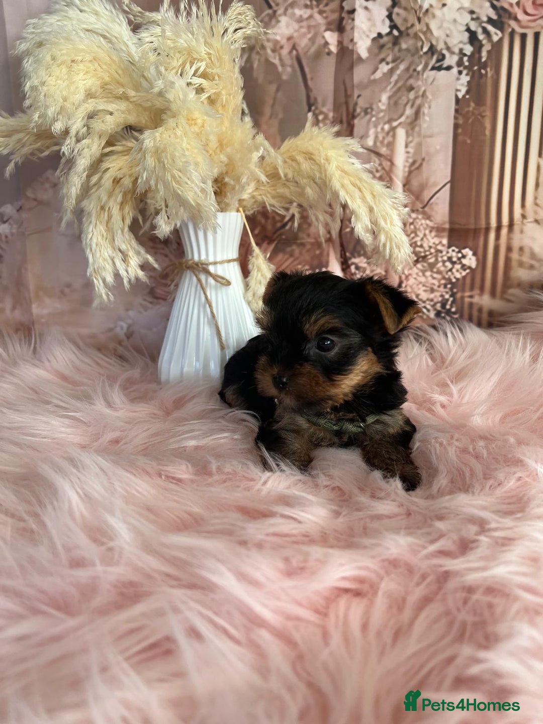 Yorkshire Terrier dogs for sale: Our amazing five pups are fully registered - Advert 9