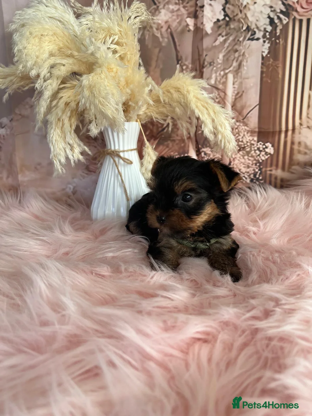 Yorkshire Terrier dogs for sale: Left one beautiful boy❤️ - Advert 12