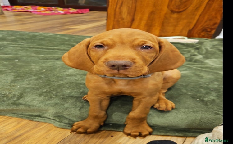 Hungarian Vizsla dogs - Advert 1