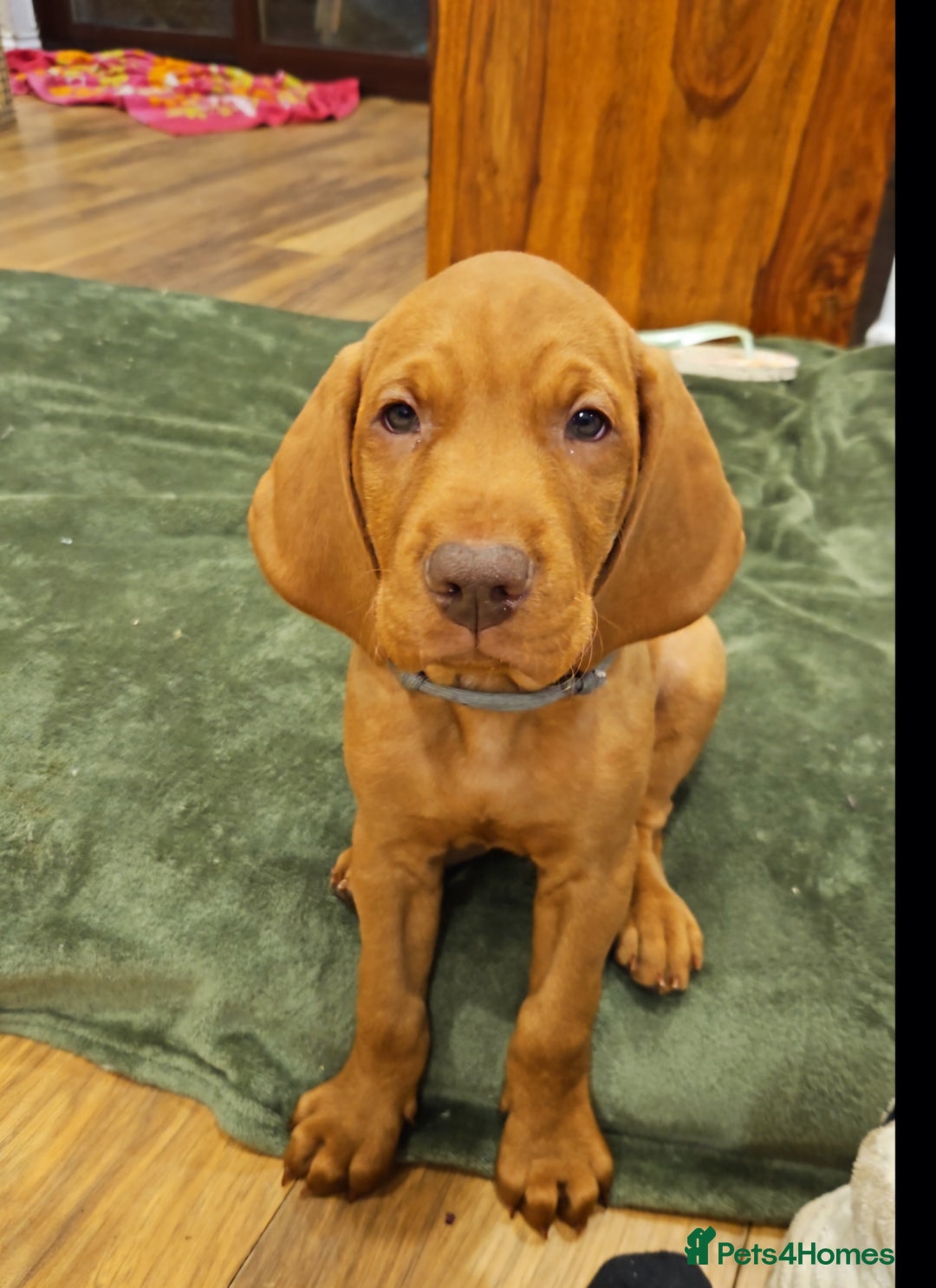 Hungarian Vizsla dogs for sale: 2 viz boys looking for loving homes - Image 5