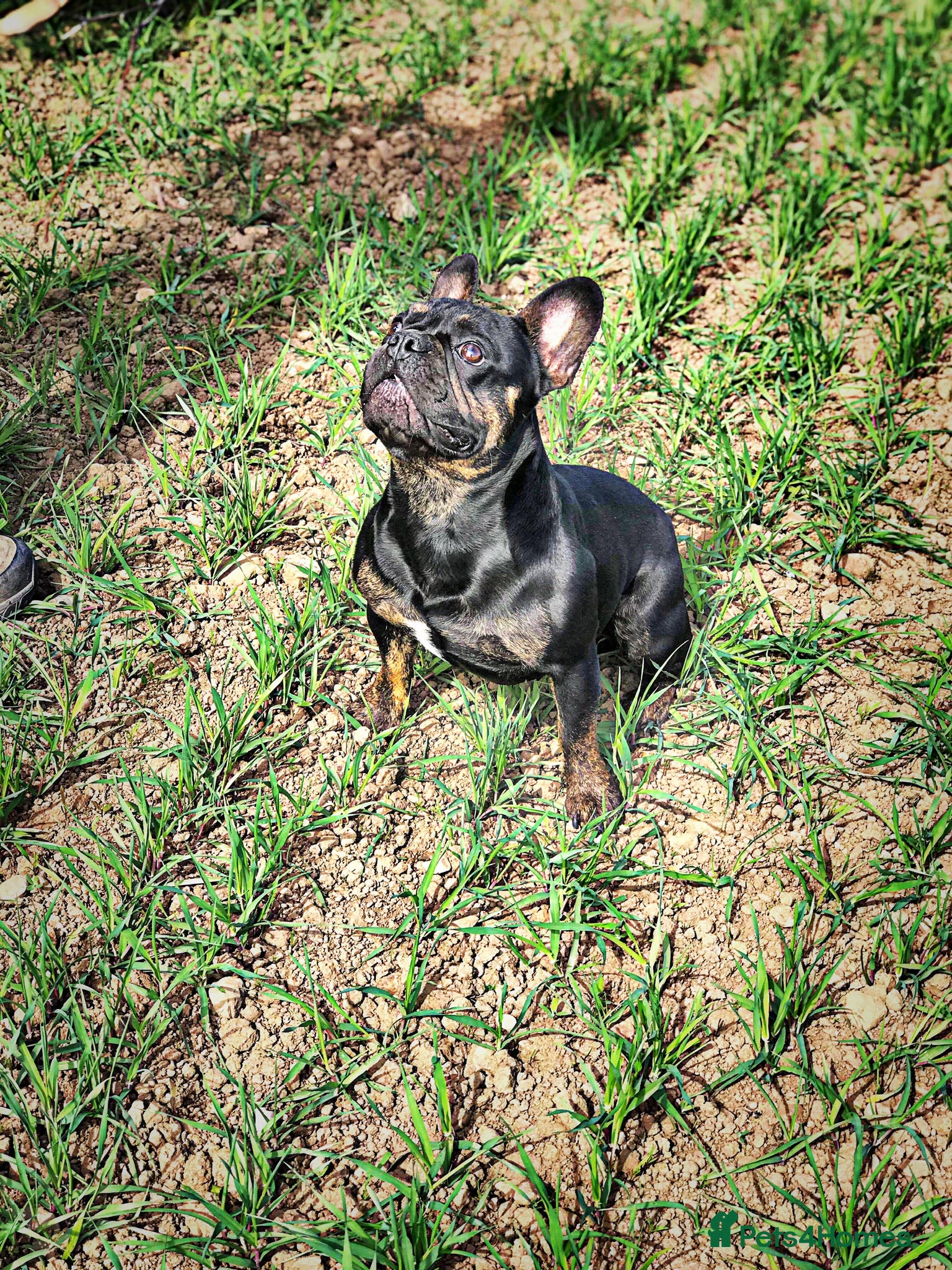 French Bulldog dogs proven stud 7 panel health tested clear in Prestonpans - Advert 16